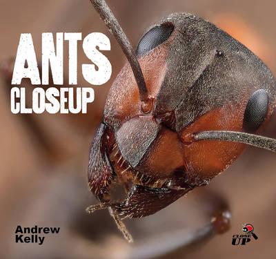 Image for Ants Closeup